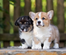 Welsh Corgi puppies Stock Photo 02