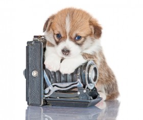 Welsh Corgi puppies Stock Photo 03