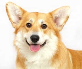 Welsh corgi Stock Photo 01
