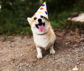 Welsh corgi Stock Photo 02