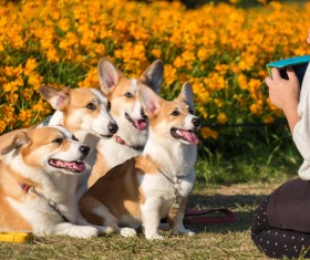 Welsh corgi Stock Photo 03