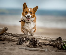 Welsh corgi Stock Photo 04