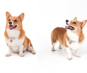 Welsh corgi Stock Photo 05