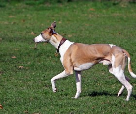 Whip dogs Stock Photo