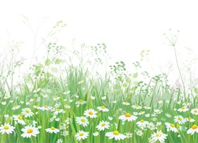 White daisies with spring backgrounds vector set 01