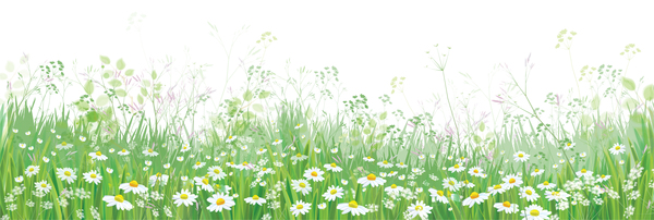 White daisies with spring backgrounds vector set 01