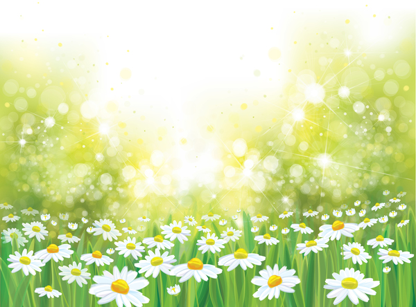 White daisies with spring backgrounds vector set 03