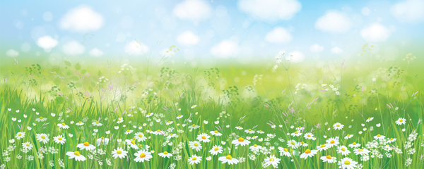 White daisies with spring backgrounds vector set 12