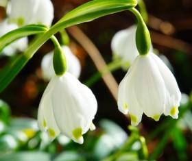 White snow lotus HD picture 01