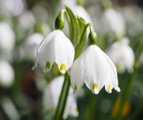 White snow lotus HD picture 02