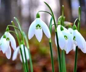 White snow lotus HD picture 03