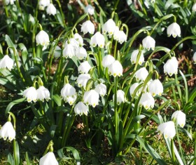 White snow lotus HD picture 04