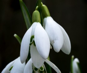 White snow lotus HD picture 05