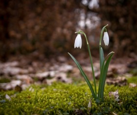 White snow lotus HD picture 06