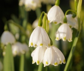 White snow lotus HD picture 07