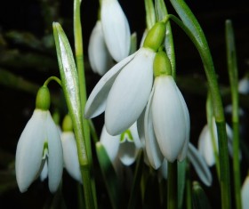 White snow lotus HD picture 08