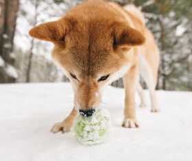 Winter outdoor play dog Stock Photo 01
