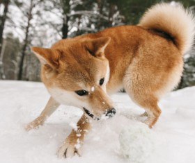 Winter outdoor play dog Stock Photo 02