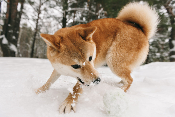 Winter outdoor play dog Stock Photo 02