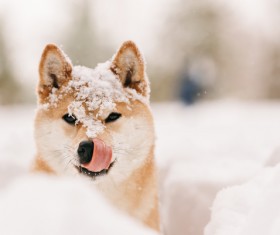 Winter outdoor play dog Stock Photo 03