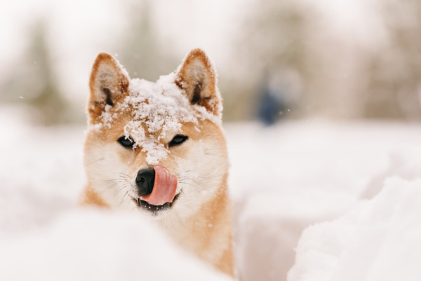 Winter outdoor play dog Stock Photo 03