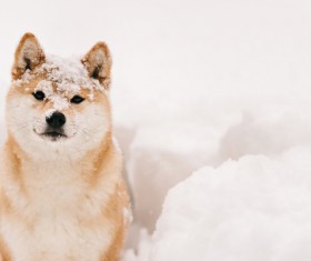Winter outdoor play dog Stock Photo 04