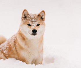 Winter outdoor play dog Stock Photo 05