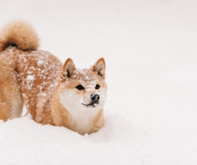 Winter outdoor play dog Stock Photo 06
