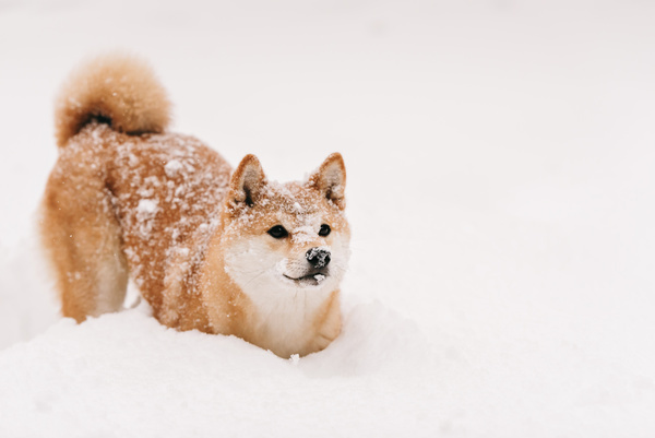 Winter outdoor play dog Stock Photo 06