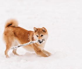Winter outdoor play dog Stock Photo 07