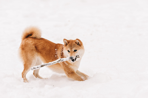 Winter outdoor play dog Stock Photo 07