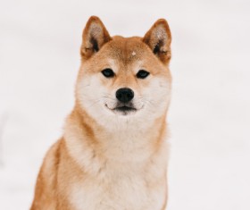 Winter outdoor play dog Stock Photo 08