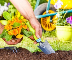 With a shovel digging planting yellow flowers Stock Photo