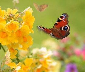 Yellow blooming flowers with butterflies HD picture