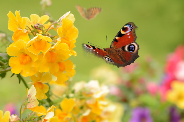 Yellow blooming flowers with butterflies HD picture