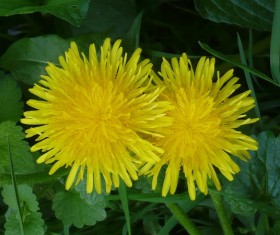 Yellow chrysanthemum Stock Photo