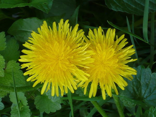 Yellow chrysanthemum Stock Photo