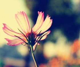 beautiful flower Stock Photo