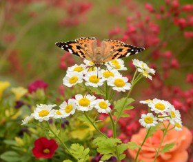 butterfly on a white flower HD picture
