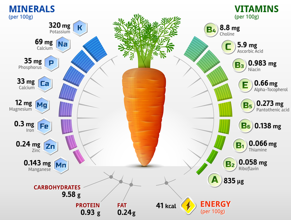 carrot vitamins infographics vector