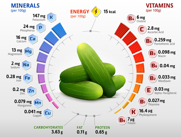 cucumber vitamins infographics vector