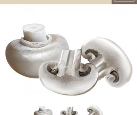 mushroom with slice realistic vectors