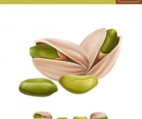 pistachio realistic vectors