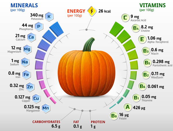 pumpkin vitamins infographics vector