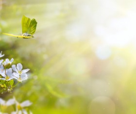 spring flower background, yellow butterfly HD picture 01