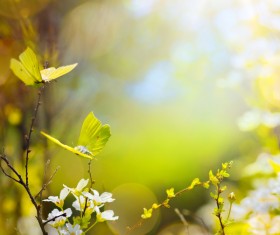 spring flower background, yellow butterfly HD picture 02