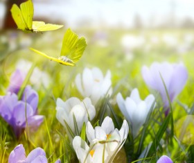 spring flower background, yellow butterfly HD picture 03