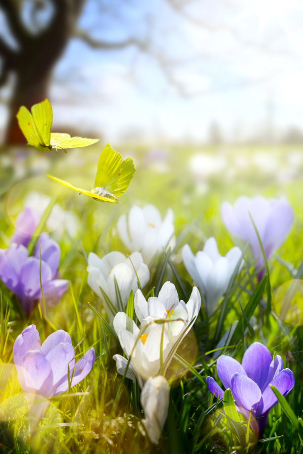 spring flower background, yellow butterfly HD picture 03