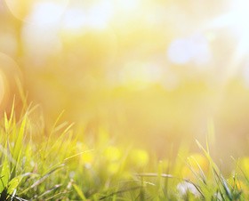 spring flower background, yellow butterfly HD picture 04