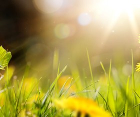 spring flower background, yellow butterfly HD picture 05